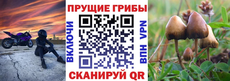 Псилоцибиновые грибы Psilocybe наркошоп Хасавюрт